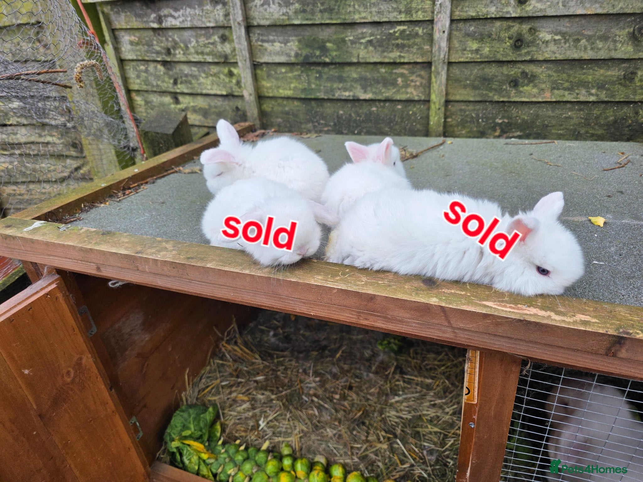 Mini Lop rabbits baby rabbit  - Advert 16