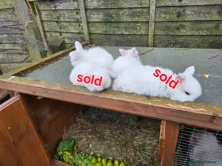 Mini Lop rabbits baby rabbit - Advert 16