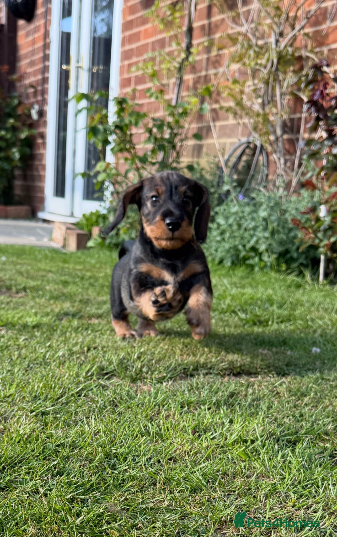 Dachshund dogs 1 DOG LEFT Working bred KC registered teckel pups - Advert 9
