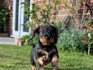 Dachshund dogs 1 DOG LEFT Working bred KC registered teckel pups - Advert 13