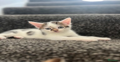 Domestic Shorthair cats - Advert 15