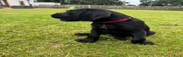 Mixed Breed dogs for sale: 🌟Ready Now🌟 GWPxLab - Advert 13