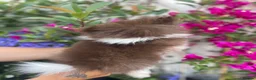 Pomeranian dogs for sale: Chocolate Parti Pom - Advert 5