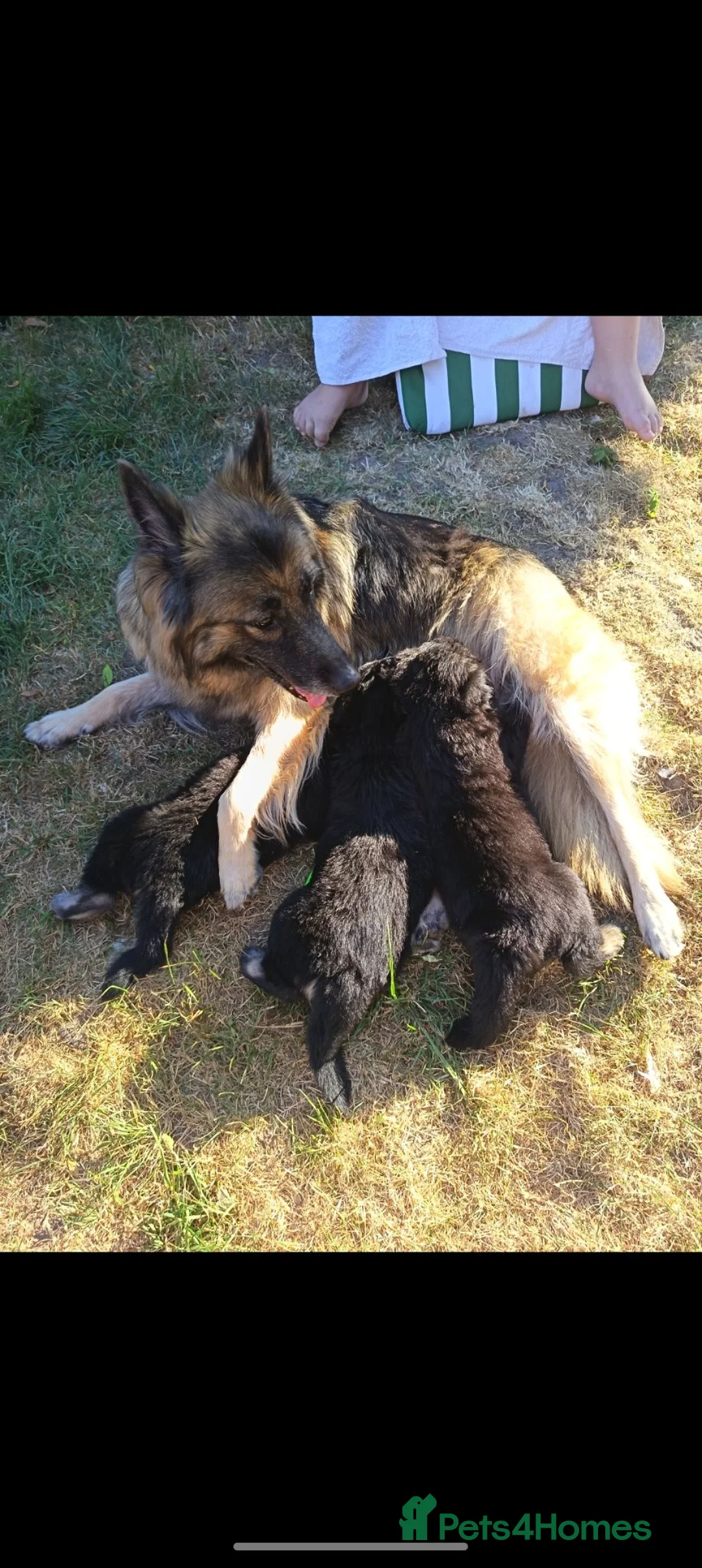 German Shepherd dogs for sale: Big, fluffy, beautiful German Shepherd Puppies in Stafford - Advert 2