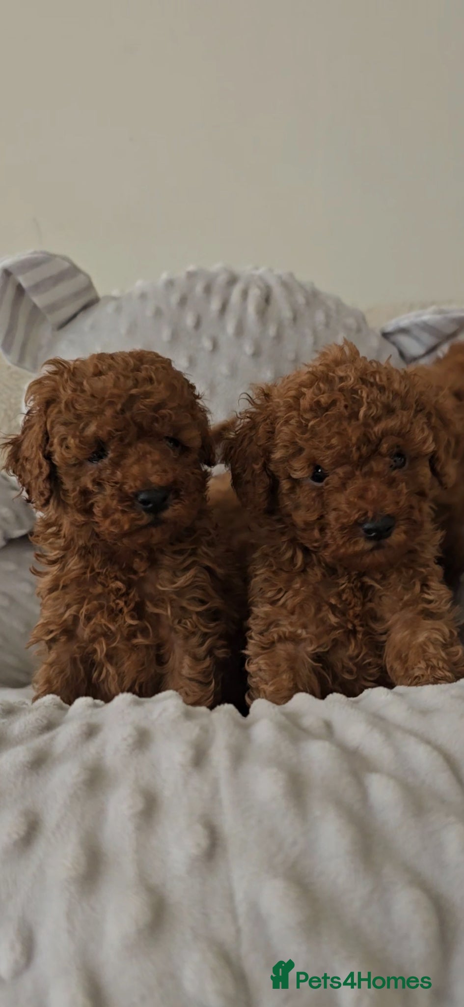 Toy Poodle dogs Quality deep red toy poodle puppies - Advert 2