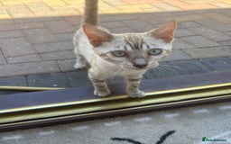 Bengal cats for sale: Bengal female - Image 1