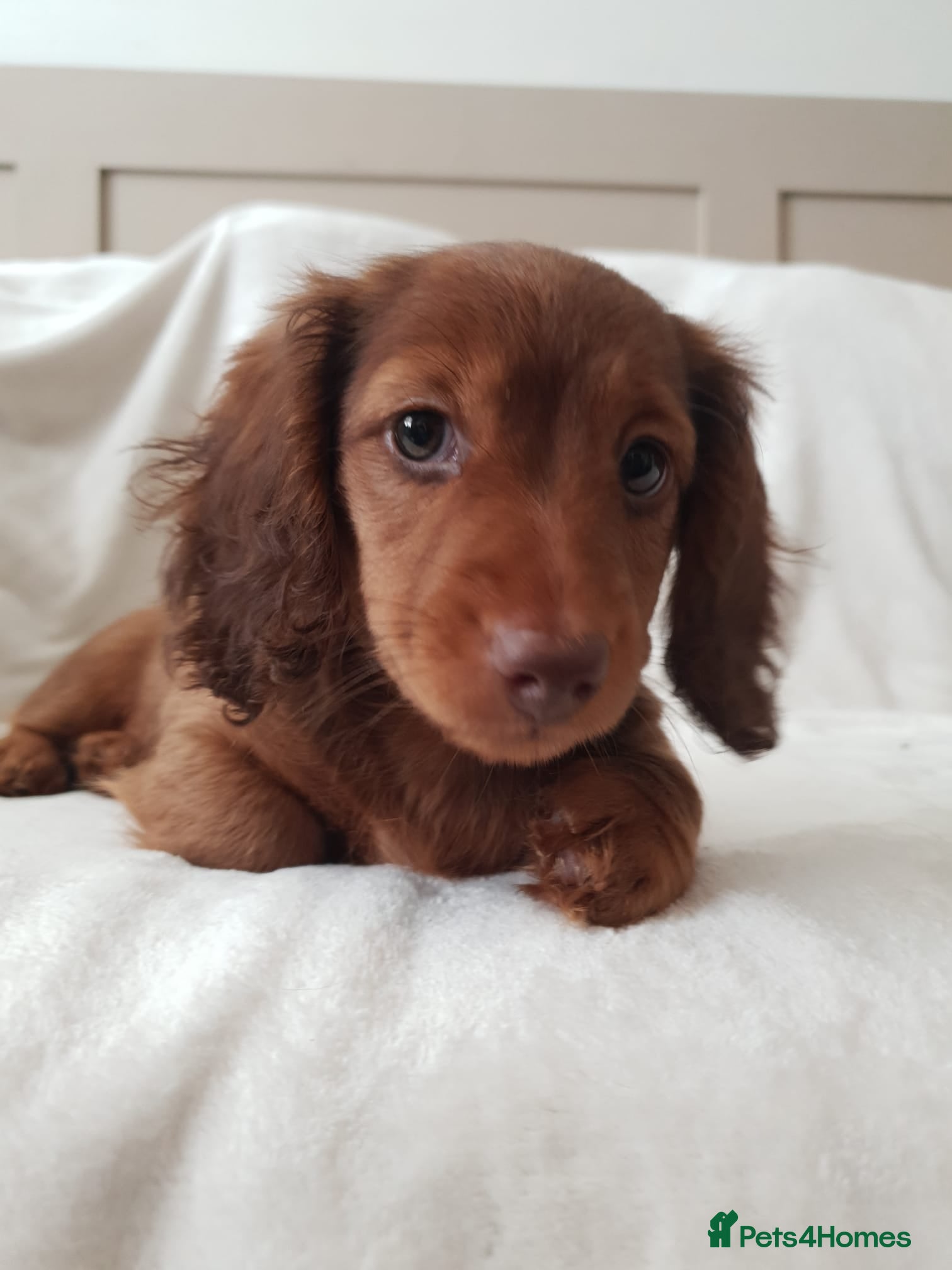 Miniature Dachshund dogs Gorgeous Male Miniature Long Haired  - Advert 13