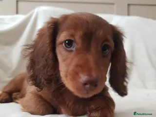 Miniature Dachshund dogs Gorgeous Male Miniature Long Haired - Advert 13