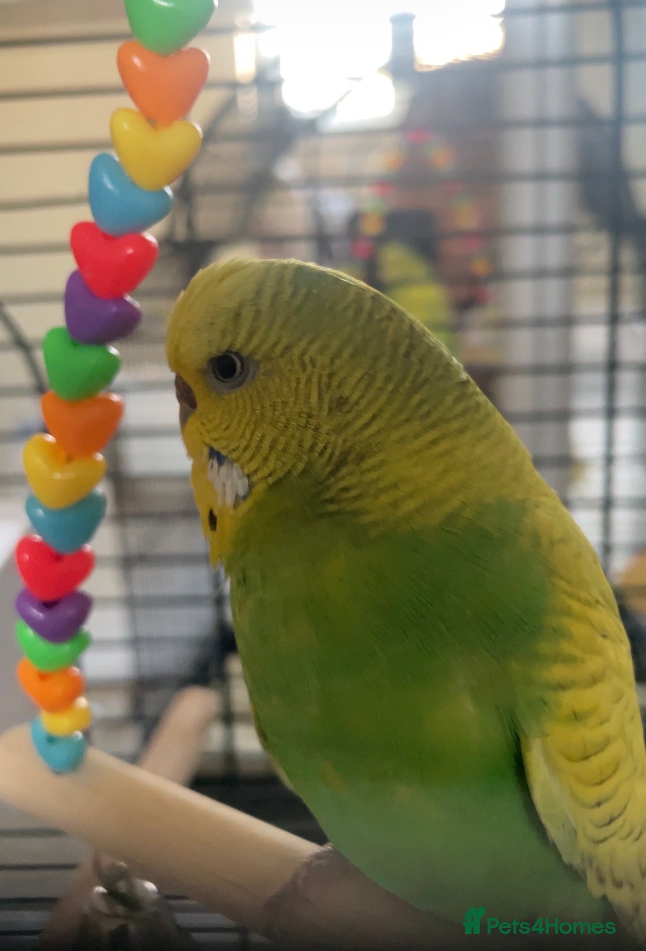 Budgerigars birds Budgies - Advert 6