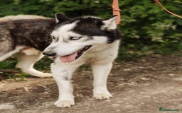 Siberian Husky dogs for adoption: 💙🐶 HASAN 🐶💙 - Image 16