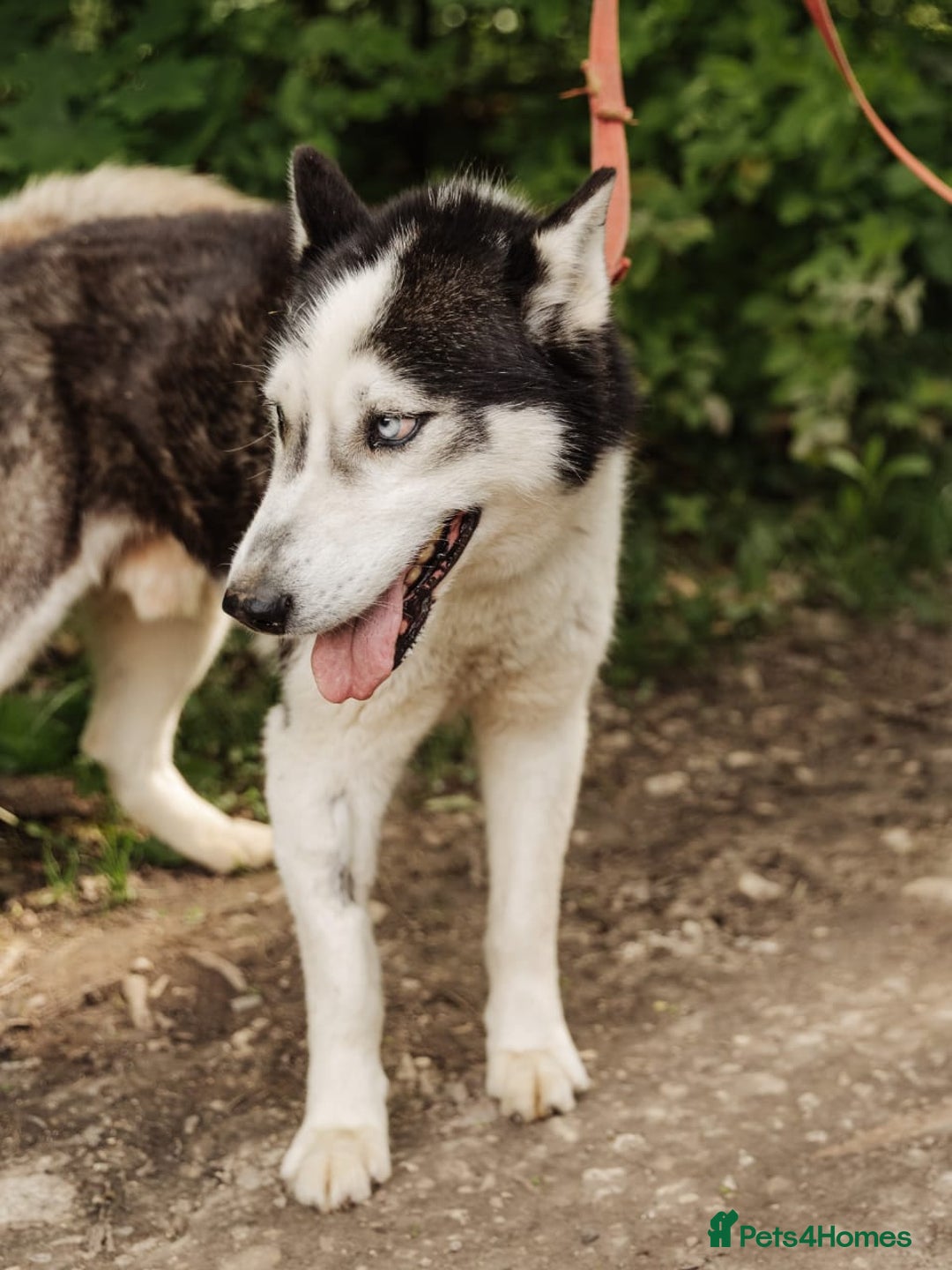 Siberian Husky dogs for adoption: 💙🐶 HASAN 🐶💙 - Image 16