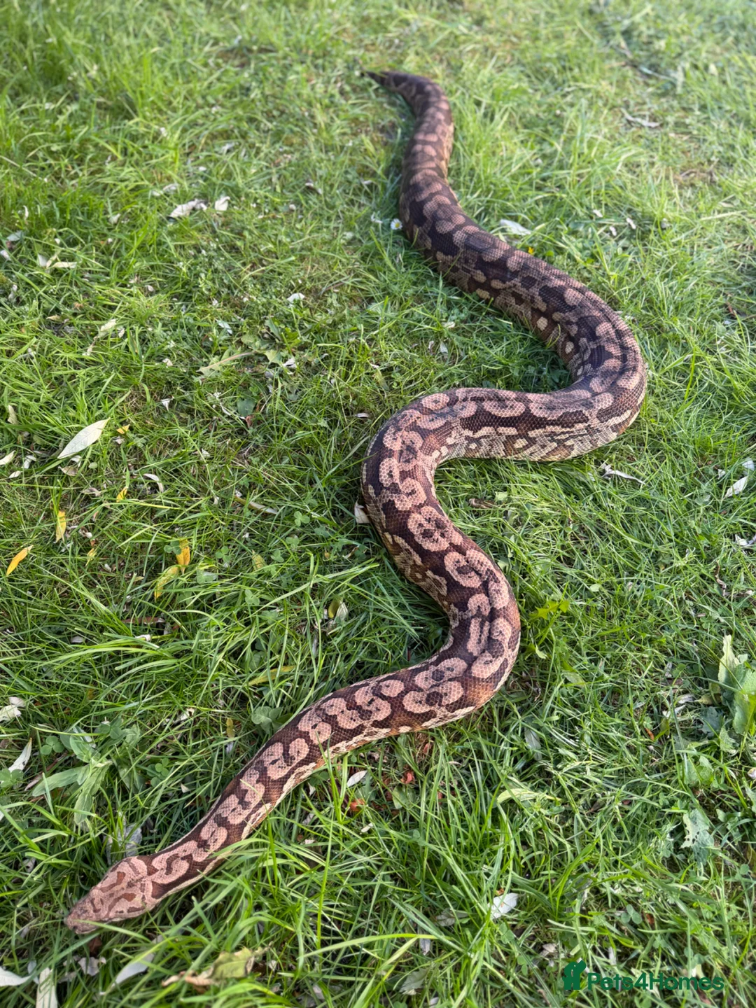 Boa Snake reptiles for sale: Durimels boa - Advert 4