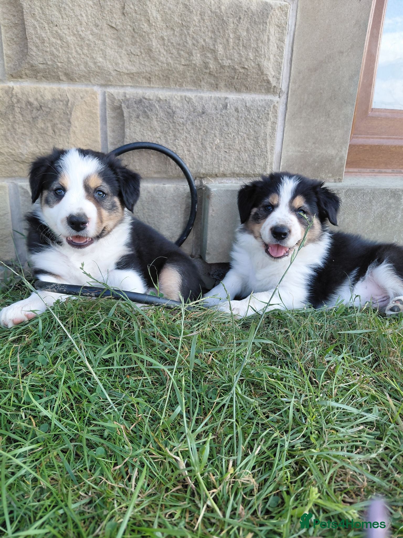 Border Collie dogs Quality farm reared border collies  - Advert 2