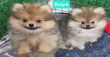 Pomeranian dogs - Advert 3