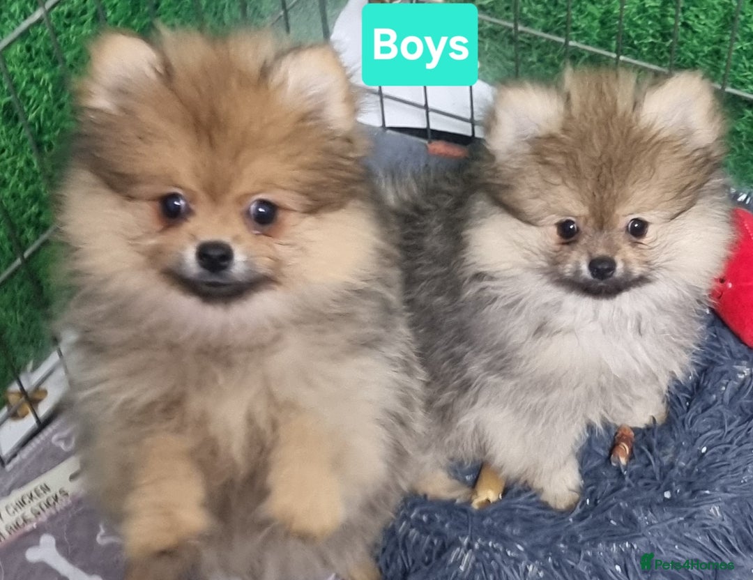 Pomeranian dogs for sale: Pomeranian  - Image 2