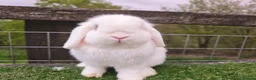 Mini Lop rabbits for sale: Adult mini lop Female  - Advert 5
