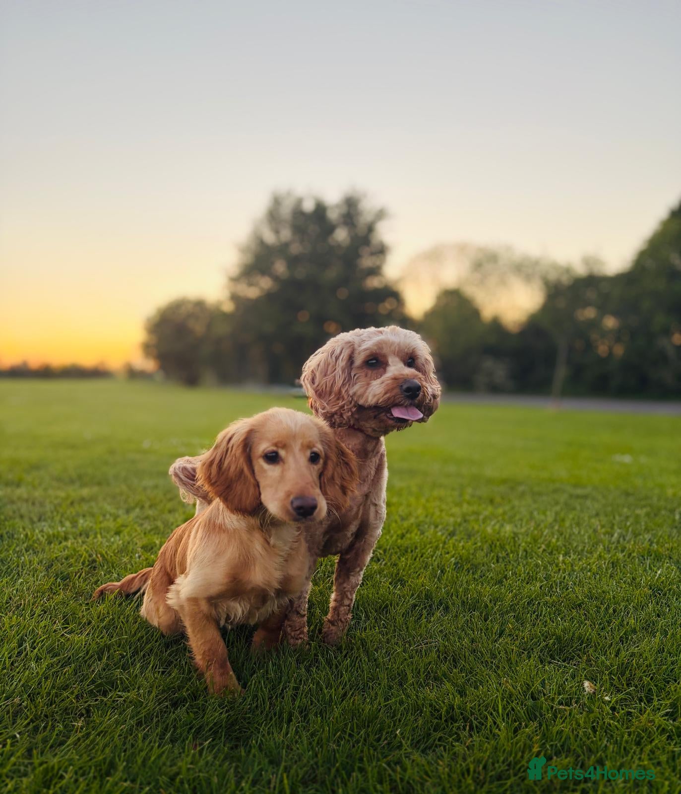 Cockapoo dogs Mother and daughter for sale - Advert 4