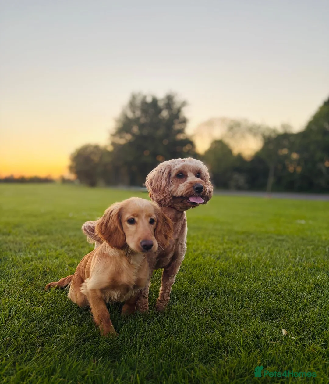 Cockapoo dogs for sale: Mother and daughter for sale in South Shields - Advert 1