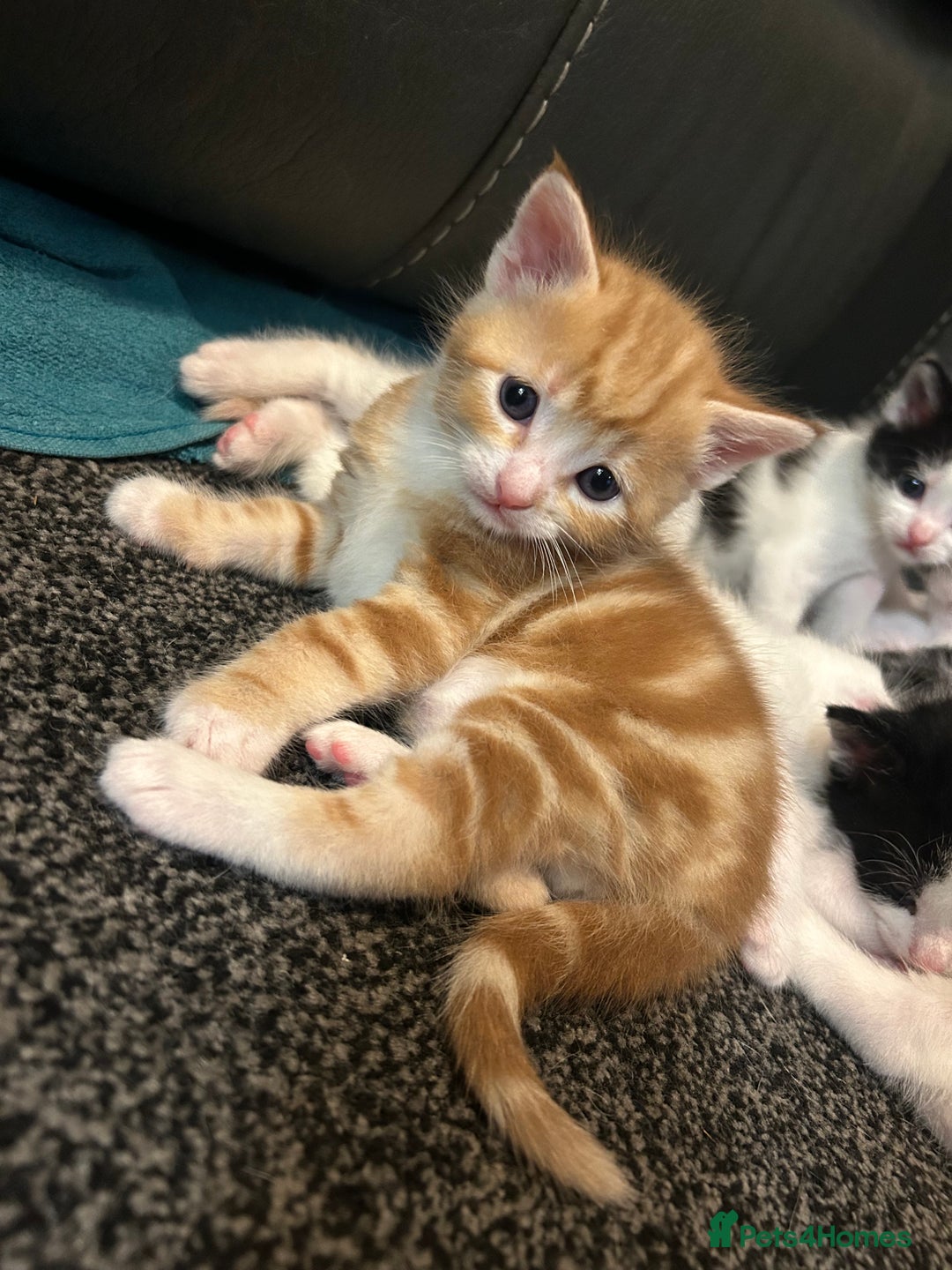 Domestic Shorthair cats for sale: Kittens for sale  - Image 11