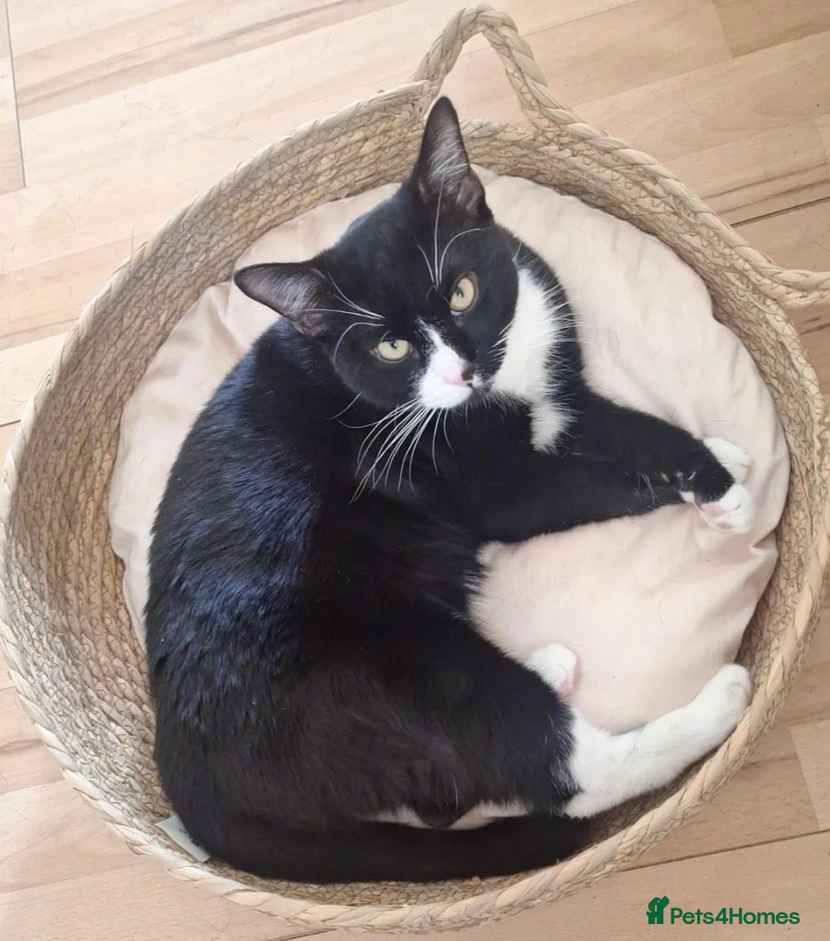 Mixed Breed cats Female Kitten  - Advert 3