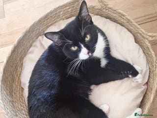 Mixed Breed cats Female Kitten - Advert 1