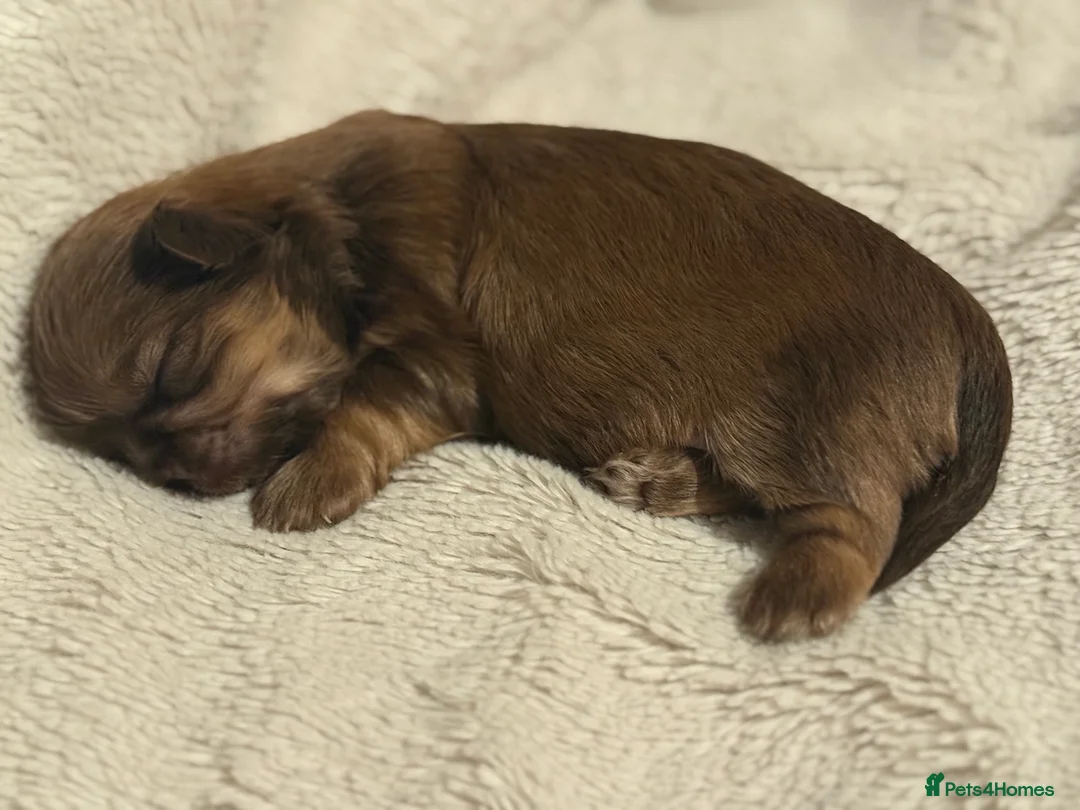 Shih Tzu dogs for sale: Shih tzu  - Advert 15