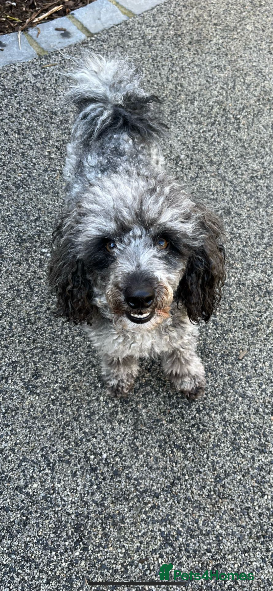 Maltipoo dogs for sale: F1 maltipoos  - Image 6