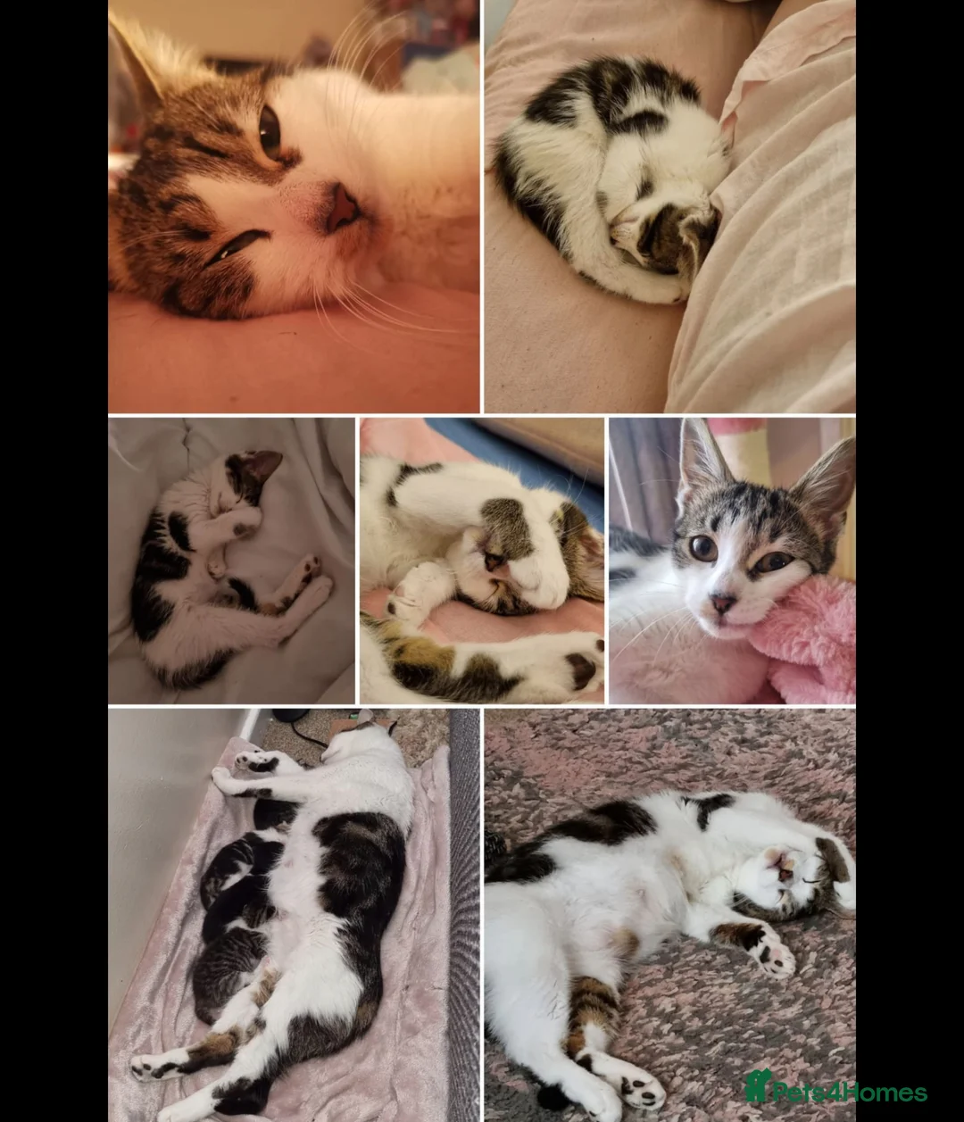 Mixed Breed cats for sale: Meet Sophie. - Advert 2