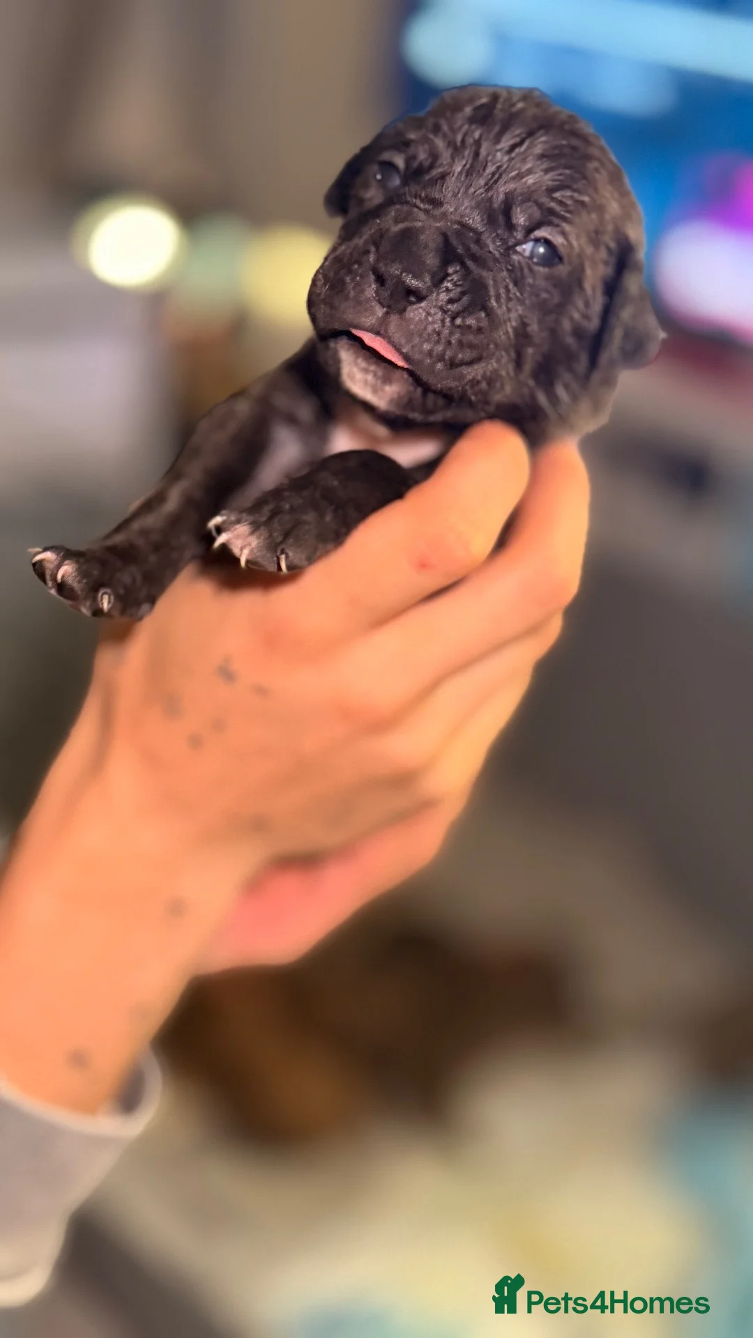 Mixed Breed dogs for sale: Cane Corso Puppy’s  - Advert 11