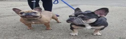 French Bulldog dogs for adoption: Gizmo & Oscar want a forever home together - Advert 3