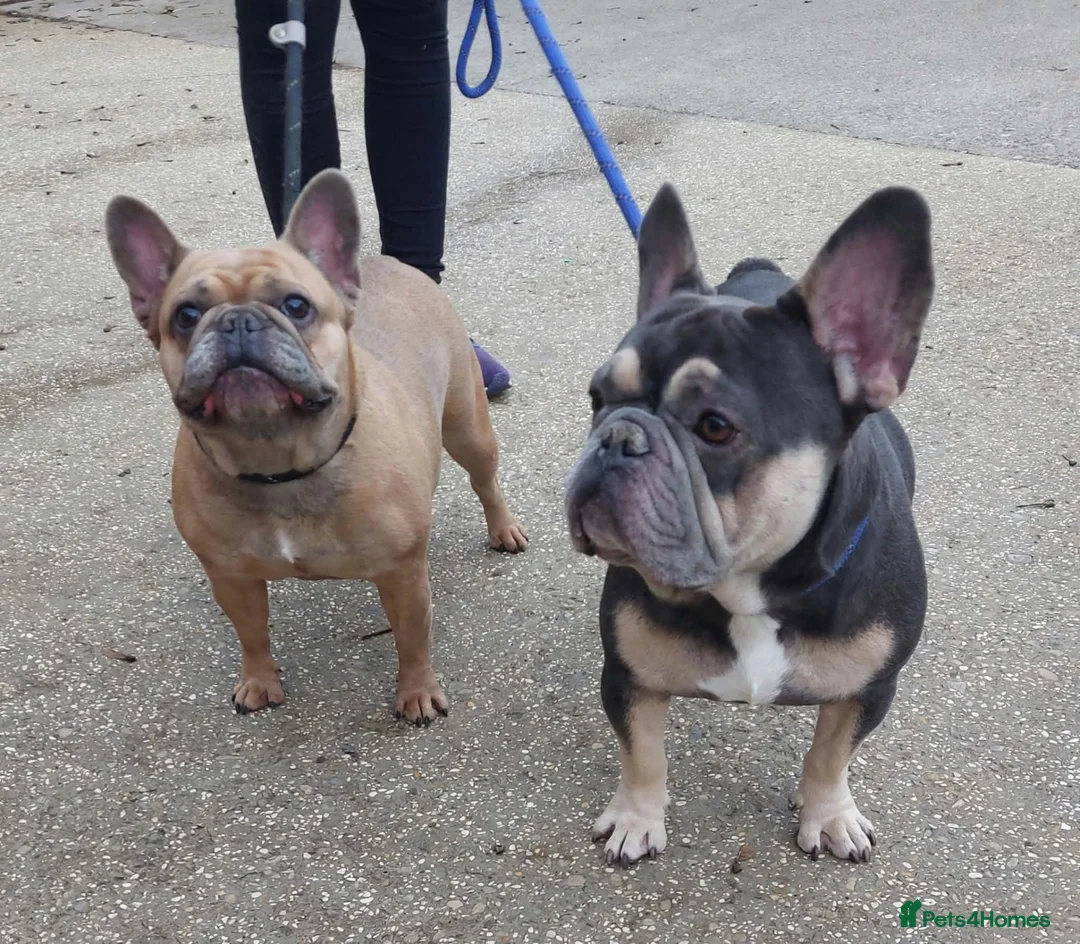 French Bulldog dogs for adoption: Gizmo & Oscar want a forever home together - Advert 3