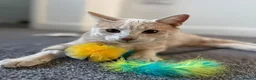 Mixed Breed cats for adoption: WOBBLY WILL - Advert 8