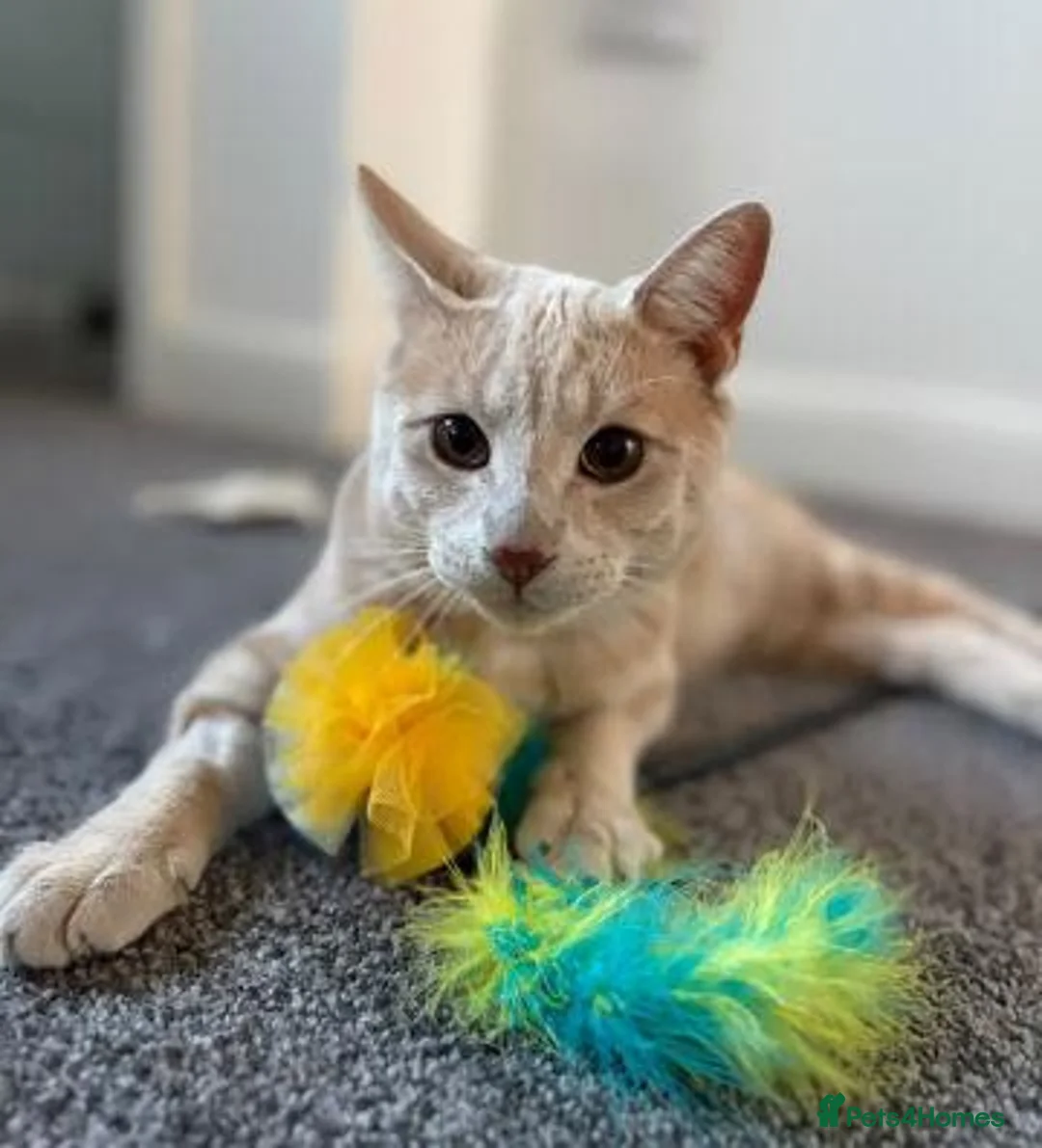 Mixed Breed cats for adoption: WOBBLY WILL - Advert 8