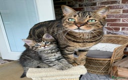Mixed Breed cats for sale: Tabby kittens - Image 1