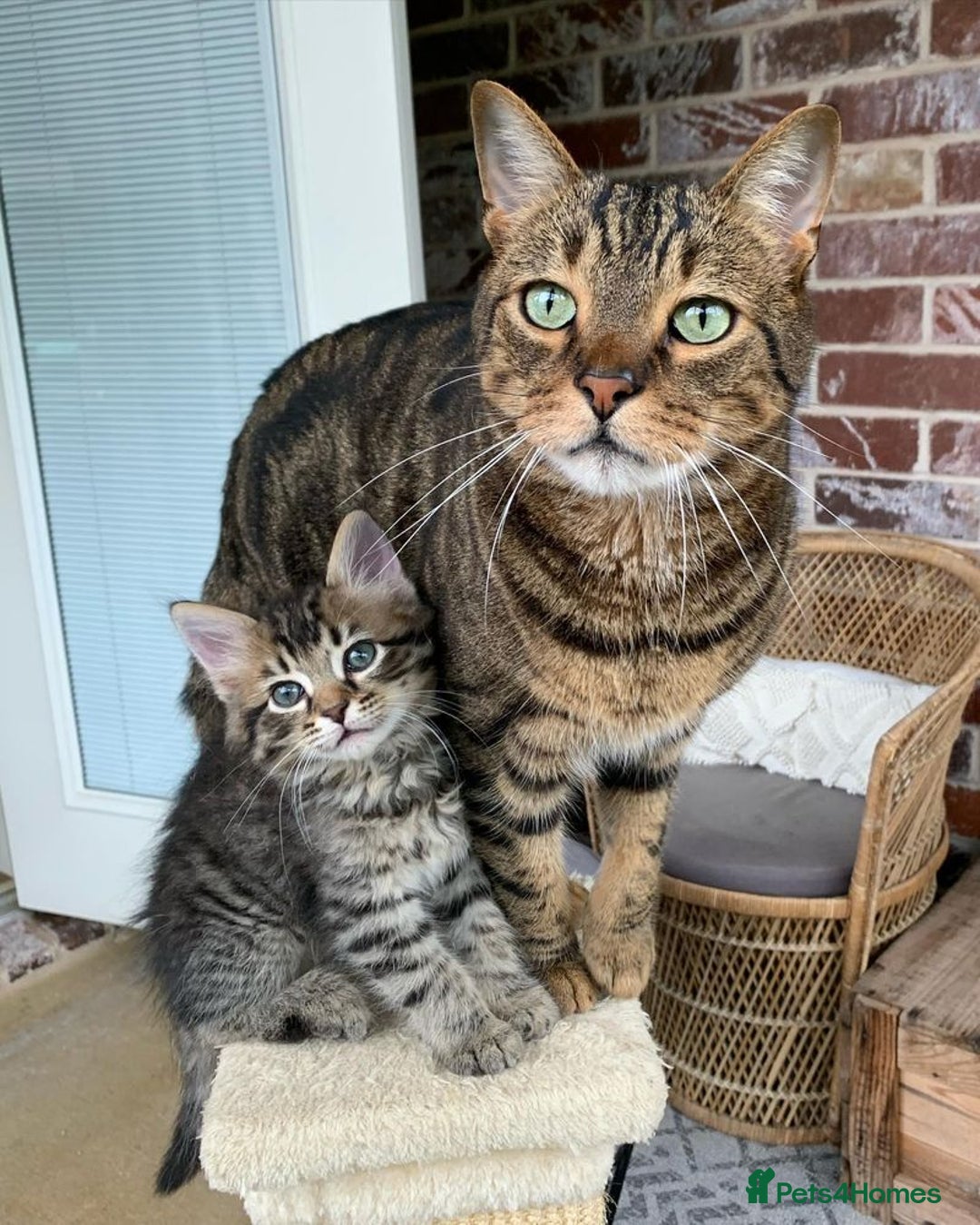 Mixed Breed cats for sale: Tabby kittens - Image 1