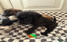 Mixed Breed dogs for sale: 4beautiful terrierxGerman ShepherdxLabrador puppy - Image 17