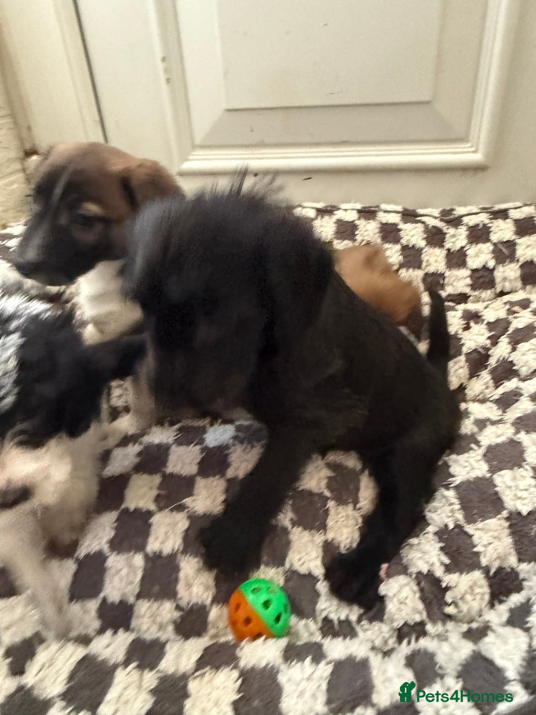 Mixed Breed dogs for sale: 4beautiful terrierxGerman ShepherdxLabrador puppy - Image 17