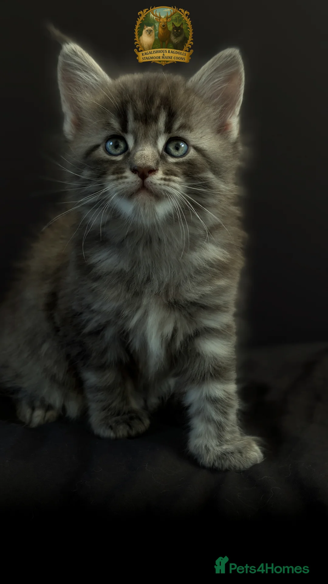 Maine Coon cats for stud: European Championship Carries Shaded GCCF & TICA - Advert 23