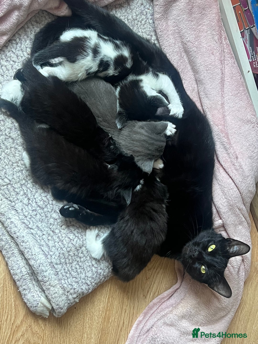 Maine Coon cats for sale: 4 very fluffy kittens - Image 8