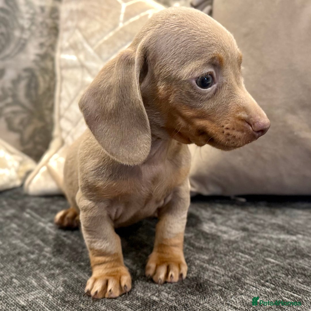 Miniature Dachshund dogs for sale: LAST BOY Mini Dachshund Pups LICENSED - Image 12