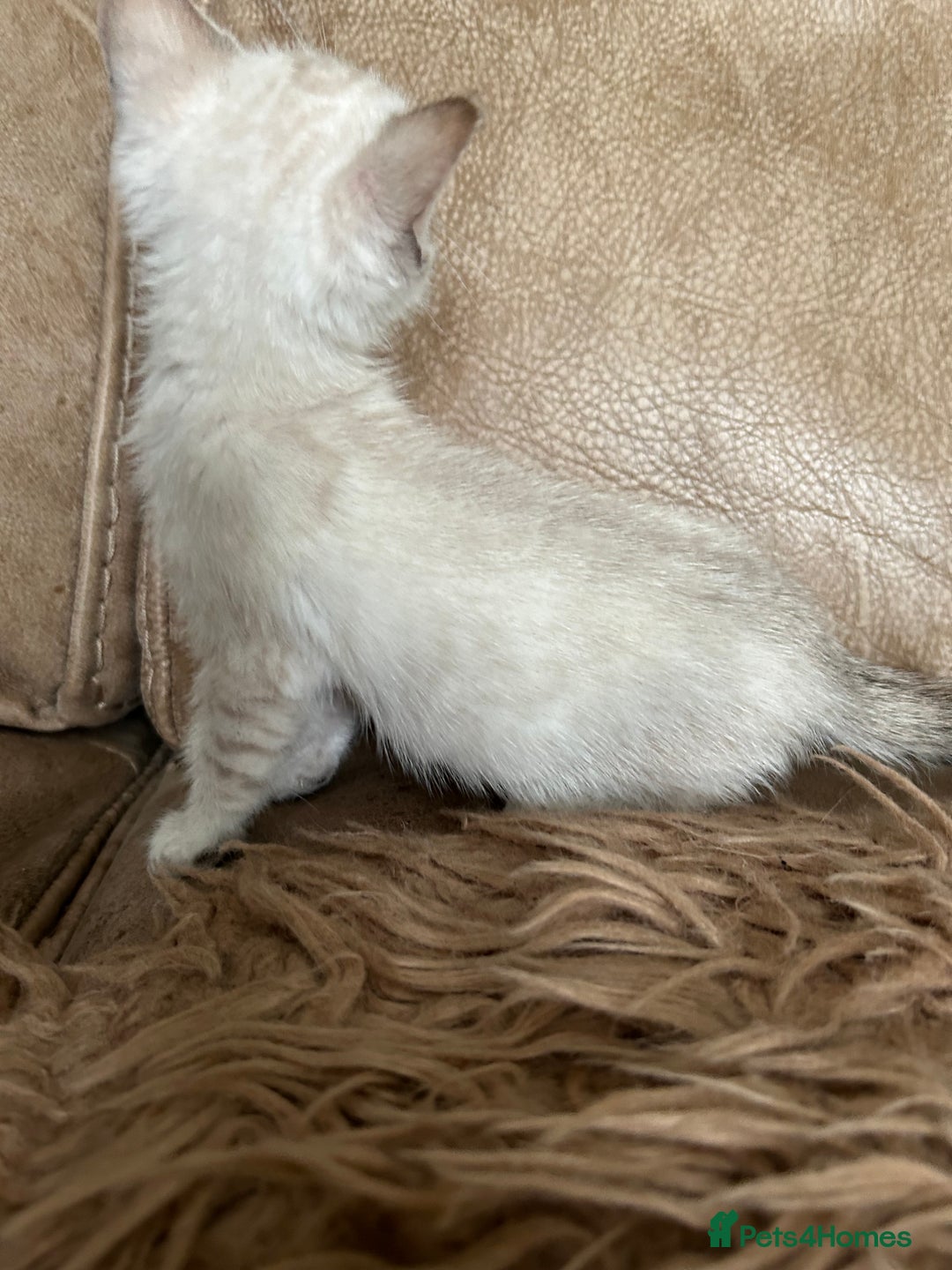 Bengal cats for sale: ❤️ PURE BENGAL KITTENS ❤️ - Image 13