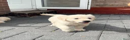 Golden Retriever dogs for sale: Gorgeous golden retriever puppies 🐶  - Advert 13