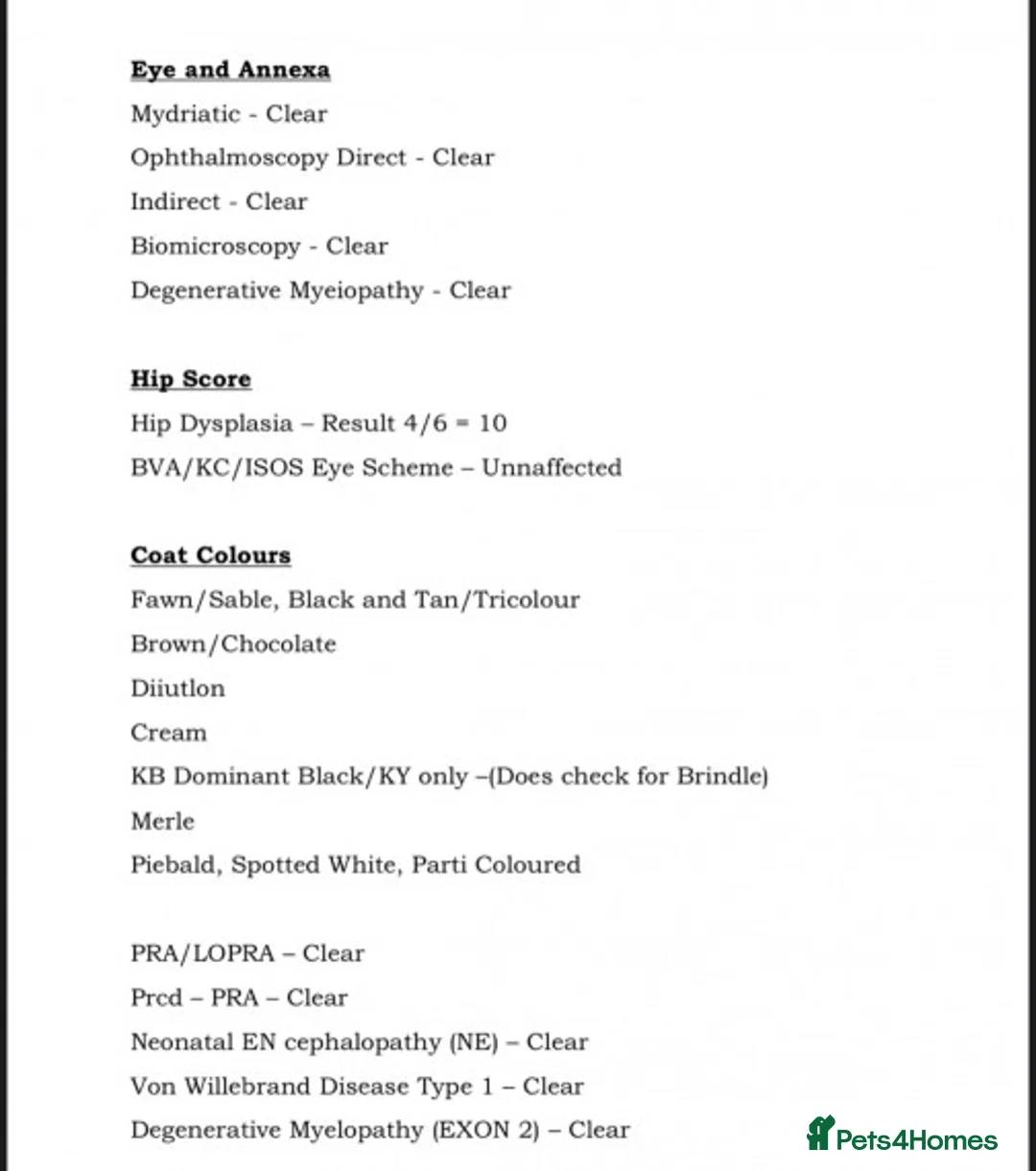 Standard Poodle dogs for stud: Standard party poodle in Marlborough - Advert 22