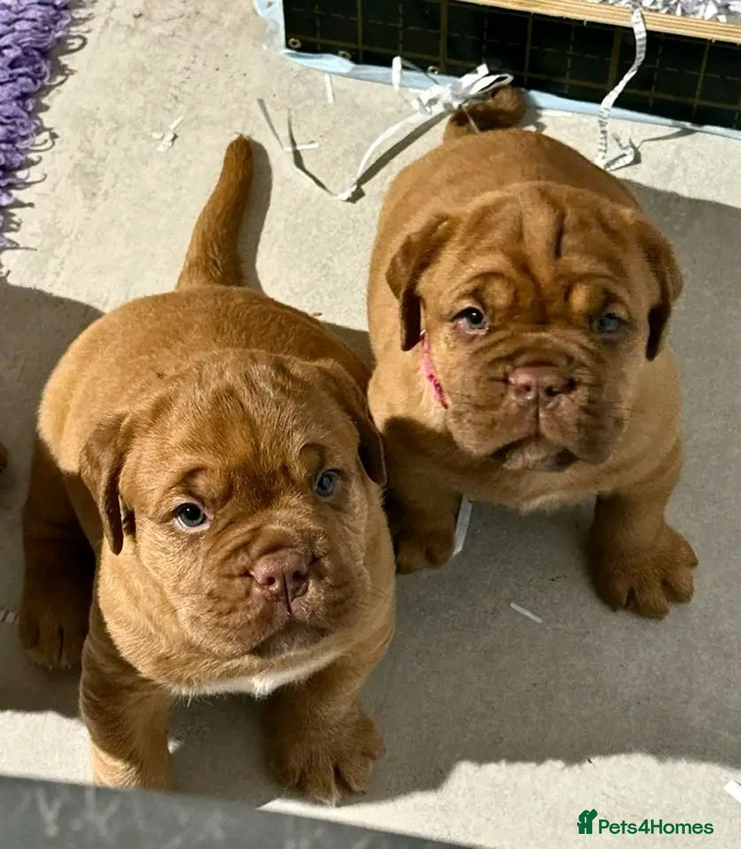 Dogue De Bordeaux dogs for sale: Perfect Dogue de Bordeaux puppies for sale. - Advert 2