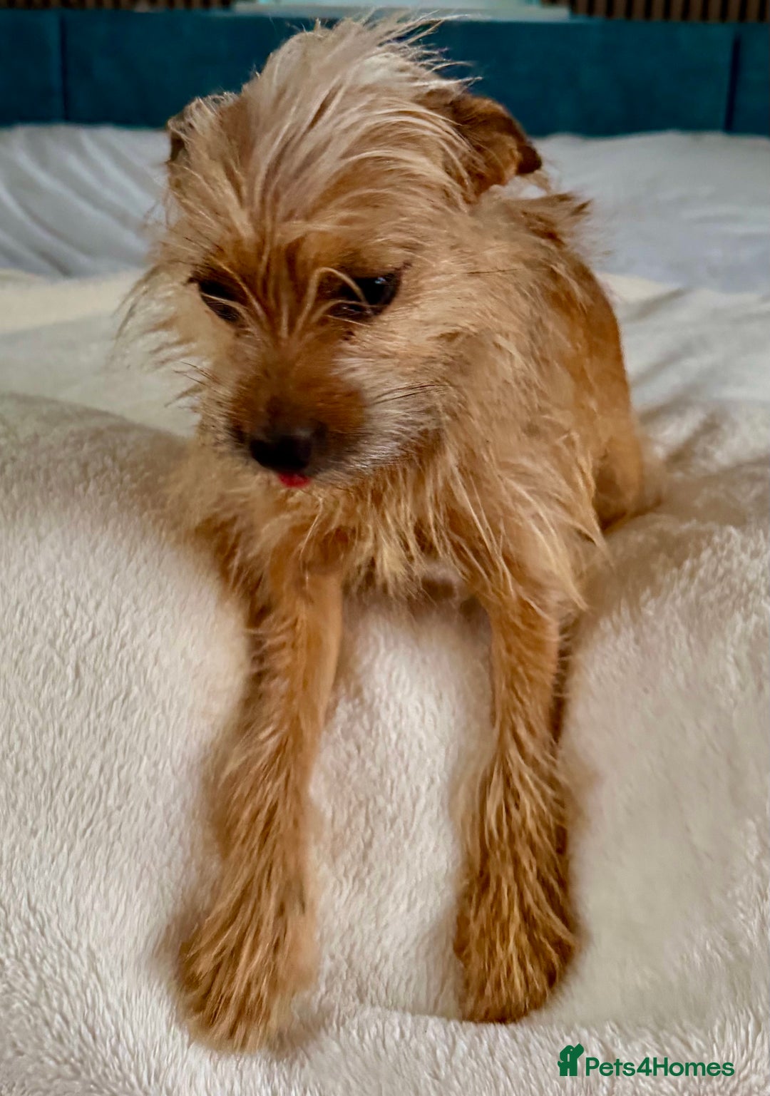 Norfolk Terrier dogs for adoption: 🐾 MAMBI – Female Norfolk Terrier - Advert 4
