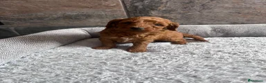Cavapoo Puppy 4