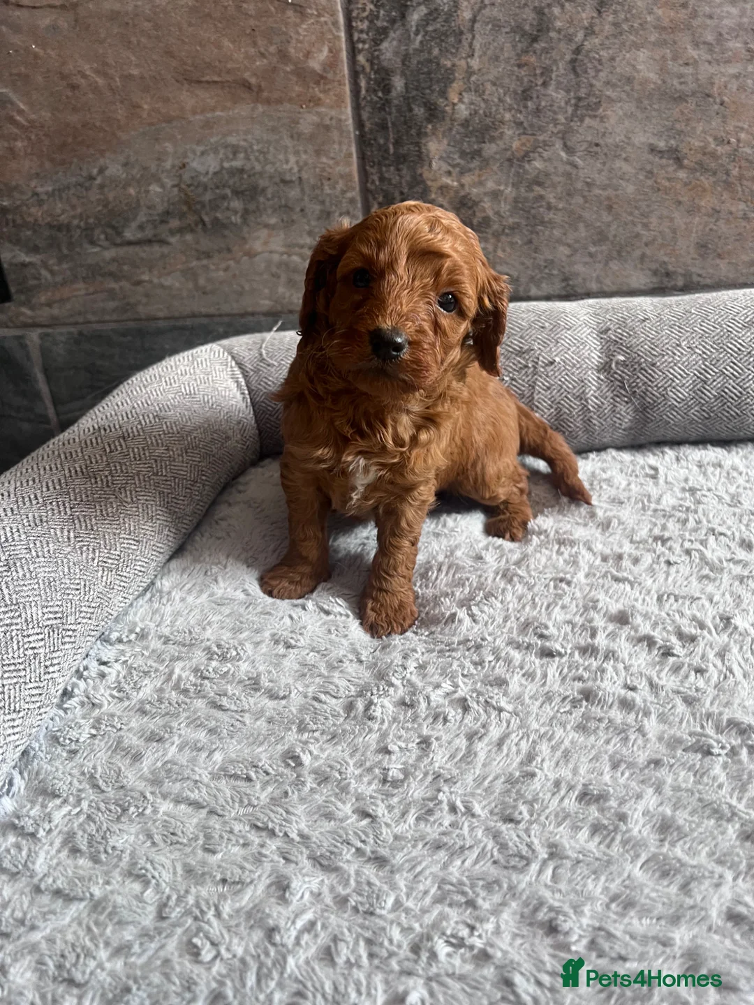 Cavapoo dogs for sale: Toy cavapoo puppies - Advert 7