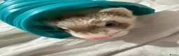 Ferret rodents for sale: Male ferret kit - Advert 3