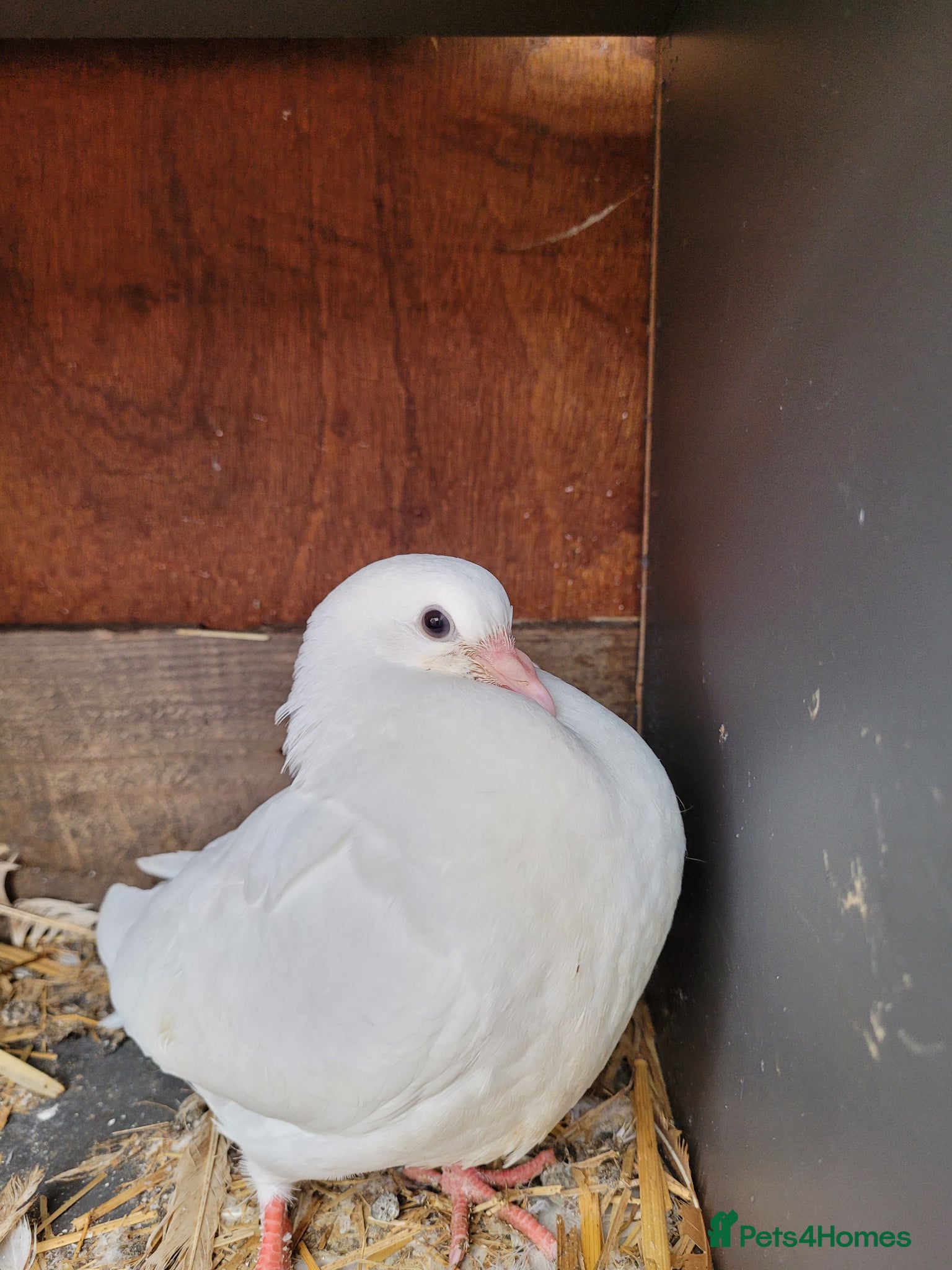 Doves birds Baby doves for sale - Advert 1