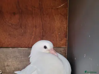 Doves birds Baby doves for sale - Advert 1